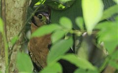 Collared Forest-Falcon